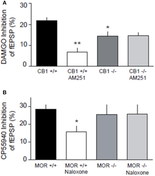 Genetic deletion of presynaptic CB1R and MOR in the mouse alters synaptic transmission at NAcC synapses. DAMGO-induced inhibition of fEPSP is blocked by the CB1R antagonist AM251 in CB1+/+, but not in CB1−/− mice, and less effective in reducing excitatory transmission in CB1−/− mice (A). CP55940-induced inhibition of fEPSP is reduced by naloxone in MOR+/+, but not in MOR−/− mice (B). Data represent mean ± S.E.M. percent fEPSP inhibition after drug application. *p < 0.05; **p < 0.01 vs. DAMGO/CP55940 in CB1+/+ and MOR+/+. N = 5–8 per treatment group.
