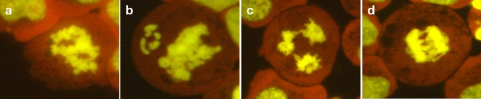 Representative images of disturbed metaphase (a, b) and anaphase-telophase (c, d) in TK6 cells. The cells were stained with Gel Green