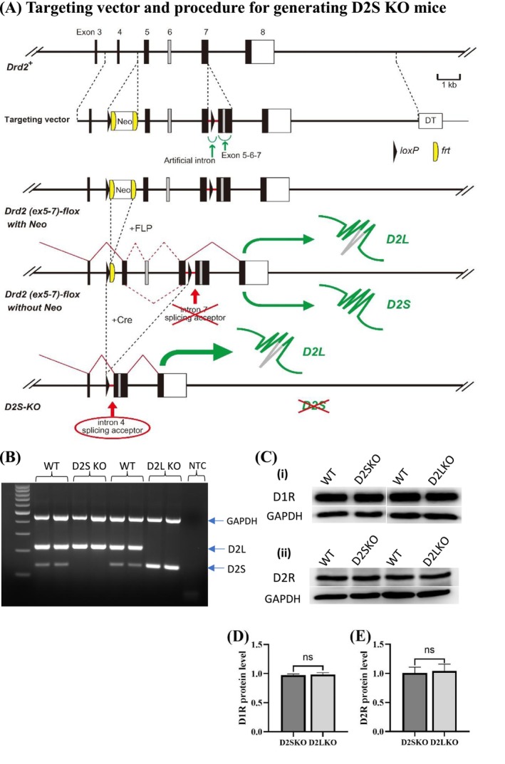 Generation of D2S KO mice. (A) The targeting vector and procedure for generating D2S KO mice. The DNA fragment containing loxP‐frt‐Neo gene‐frt was inserted into intron 4 of the Drd2 (i.e., D2R) gene and the DNA fragment containing the artificial intron and loxP‐exon 5, 6 and 7 sequence without introns 5 and 6 was inserted into the intron 7 of the Drd2 gene. This artificial intron was designed not to act as a splicing acceptor during splicing of exon 7. In this modification both D2L and D2S isoforms were designed to be expressed before Cre‐loxP recombination. After Cre‐loxP recombination, the regions between loxP in intron 4 and loxP in intron 7 was deleted, and the expressed mRNA always became the D2L isoform type, which contains exons 5, 6 and 7. The Drd2 (ex5–7)‐flox with Neo gene mice were generated by homologous recombination of ES cells using the targeting vector, generation of chimeric mice using ES cells and breeding of the chimeric mice. The Drd2 (ex5‐7)‐flox without Neo gene mice were generated by bred with FLP recombinase‐expressing mice to remove the frt‐Neo gene‐frt sequences. Next the Drd2 (ex5‐7)‐flox without Neo gene mice were bred with Cre recombinase‐expressing mice to generate D2S KO heterozygous mice. (B) Identifying the expression of D2L and D2S mRNAs in three genotypes of mice by RT‐PCR analysis. In WT mice (lanes 2–3 and 6–7), two D2R isoforms were detected with that the expression of D2L (size: 222 bp) is much higher than that of D2S (size: 135 bp). In D2S KO mice (lanes 4 and 5), only D2L mRNA (222 bp) was expressed. In D2L KO mice (lanes 8 and 9), only D2S mRNA (135 bp) was expressed. NTC (lane 10) is a no template control. GAPDH was used as a reference gene. The size marker (the first line of the gel picture) is a 100‐bp DNA ladder. (C) Assessing the expression levels of dopamine D1R and D2R proteins by Western blot analysis. (i) D1R expression in WT, D2S KO and D2L KO. (ii) D2R expression in WT, D2S KO and D2L KO mice. GAPDH was used as a loading control. mRNAs and proteins were isolated from the striatum of the mice. (D) Bar graph showing the quantification of Western blot for D1R expression shown in (C). D1R expression levels in KO mice are expressed as a ratio deviation from the average D1R expression level of WT mice. ns = not significant (p = 0.81; unpaired Student's t‐test). (E) Bar graph showing the quantification of Western blot for D2R expression shown in (C). D2R expression levels in KO mice are expressed as a ratio deviation from the average D2R expression level of WT mice. ns = not significant (p = 0.83).