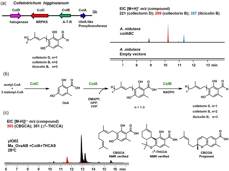 Discovery of the fungal UbiA prenyltransferase, ColA, and application for biosynthesis of THCCA. (a) The fungal biosynthetic gene cluster containing ColA, and metabolic analysis of heterologous expression of col gene cluster in A. nidulans. (ATR domains: adenylation-thiolation-reductase). The control trace is the metabolic analysis of the A. nidulans expressing empty vectors. From the metabolic analysis of A. nidulans expressing genes colABC, the transformation produced compounds with equivalent MWT to colletorin D, colletorin B and ilicicolin B. (b) The proposed biosynthetic pathway of the colletorin products; (c) Metabolic analysis of heterologous expression of ColA with Ma_OvaABC and THCAS in yIO02. Two new metabolites with MWT 304 and 302 are produced, which were NMR verified to be CBGCA and ∆9–THCCA, respectively. A third metabolite with MWT of 302 is proposed to be CBGOA.