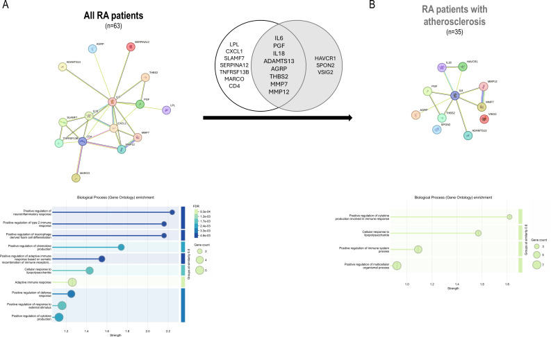 GPR55 and serum proteomics. (A) GPR55 expression in B-cells was associated with a number of protein hits (Olink predefined panel) in patients with RA in correlation analyses after adjustment. Further analyses using the STRING platform revealed that these proteins exhibited a high degree of interaction (network graph, top) and informed functional pathways (biological process enrichment graph, bottom). Strength, FDR and gene/protein counts are indicated for each pathway. These associations in the whole RA group showed a high degree of overlap with those retrieved in patients with RA with atherosclerosis (B). FDR, False Discovery Rate; RA, rheumatoid arthritis.
