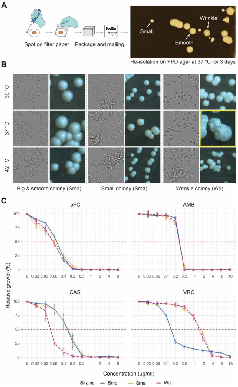 A mixed population of C. auris cells with distinct morphologies.A. Strain reconstitution from dried filter paper after inter-laboratory exchange. The YPD plate showed three distinct colony morphologies emerging from a single pure isolate after reconstitution. B. Cell (magnification 60x) and colony morphology (magnification 18x) of C. auris morphotypes growing at different temperatures on YPD agar for 3 days. C. Inhibitory dose response assays of C. auris morphotypes for flucytosine (5FC), amphotericin B (AMB), caspofungin (CAS) and voriconazole (VRC); n=2-3.