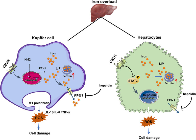 Schematic diagram of CB2R-mediated hepatic iron homeostasis. CB2R regulates iron metabolism in hepatocytes and kupffer cells. Iron overload leads to excessive iron deposition in the liver. In hepatocytes, excess iron increases the labile iron pool and ferritin, activates STAT3, and induces hepcidin production, which in turn down-regulates FPN1, exacerbating intracellular iron retention, ROS production, and hepatocyte injury. In Kupffer cells, iron accumulation similarly expands the labile iron pool, promotes M1 polarization and the release of IL-1β, IL-6, and TNF-α, amplifications oxidative stress and inflammatory damage, and drives stellate cell-mediated fibrosis. CB2R activation counteracts these processes by cell type-specific mechanisms: in hepatocytes, CB2R inhibits STAT3-dependent hepcidin induction to preserve FPN1-mediated iron efflux, whereas in Kupffer cells, CB2R enhances Nrf2-driven FPN1 expression, thereby reducing LIP and ROS production. In summary, CB2R signaling coordinates the responses of hepatocytes and macrophages to restore hepatic iron homeostasis and limit liver injury caused by iron overload