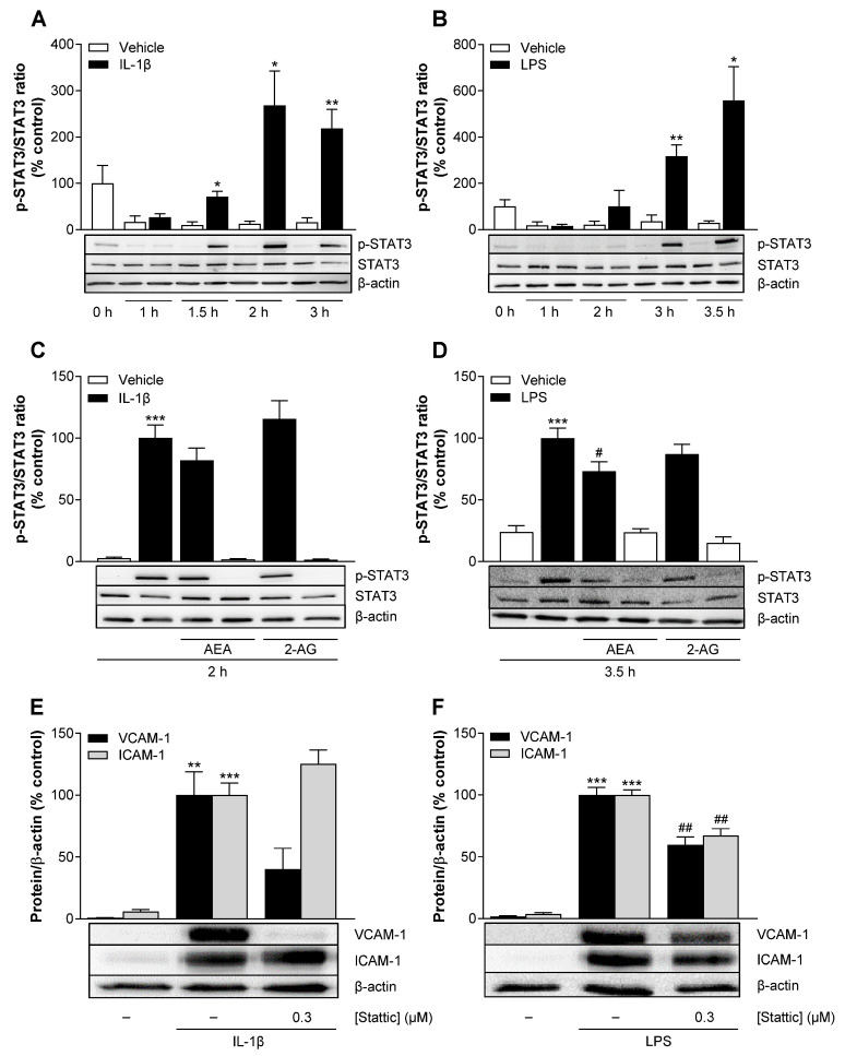 Time course of IL-1β- (A) or LPS (B)-induced STAT3 phosphorylation in HCAEC. Cells were incubated in the presence or absence of 10 ng/mL IL-1β or 1 µg/mL LPS or vehicle. Protein samples were collected following incubation for the indicated times. Western blot analysis was performed for STAT3 and its phosphorylated form (p-STAT3). Influence of AEA or 2-AG on basal and IL-1β- (C) or LPS (D)-induced STAT3 phosphorylation. Here, cells were incubated with 10 µM AEA or 10 µM 2-AG or vehicle and 10 ng/mL IL-1β or vehicle for 2 h. For experiments under LPS-induced conditions, cells were preincubated with 10 µM AEA or 10 µM 2-AG or vehicle for 1 h and then incubated for another 3.5 h after addition of 1 µg/mL LPS or vehicle. Effect of Stattic on IL-1β- (E) or LPS (F)-induced VCAM-1 and ICAM-1 protein expression in HCAEC. Cells were preincubated with 0.3 µM Stattic or vehicle for 1 h and then coincubated with 10 ng/mL IL-1β or 1 µg/mL LPS or vehicle for an additional 24 h. Protein expression was determined by Western blot analysis and normalized to β-actin as equal loading control. Cells treated with vehicle (A,B) or IL-1β (C,E) or LPS (D,F) alone served as control (set as 100%). Data are shown as means ± SEM of n = 3 (A,B,E,F), n = 5 (C) or n = 7 (D) independent experiments. * p ≤ 0.05, ** p ≤ 0.01 vs. time-matched vehicle control; Student’s unpaired two-tailed t test (A,B) or ** p ≤ 0.01, *** p ≤ 0.001 vs. vehicle control group; # p ≤ 0.05, ## p ≤ 0.01 vs. LPS control group; one-way ANOVA plus Bonferroni post hoc test (C–F).