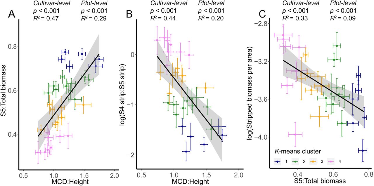 Correlations between (A) MCD:Height ratio and proportion of dry biomass in S5, (B) MCD:Height ratio and log of the ratio of stripped biomass produced in S4 and S5, and (C) proportion of dry biomass in S5 and log of stripped biomass per unit area. Each point and set of error bars, depicting the standard error of the mean, represents one cultivar. Colors indicate