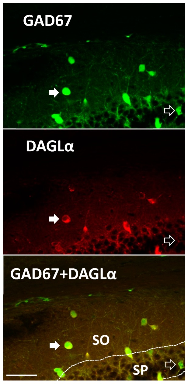 DAGLα is expressed in a subset of mouse hippocampal interneurons. GAD67-green fluorescent protein (GFP) knock-in mice were probed for DAGLα expression. We observed DAGLα immunoreactivity in the cytosol of GAD67-GFP stratum oriens (SO) interneurons and pyramidal cells of the stratum pyramidale (SP). Semi-quantitative analysis of co-labeling occurred in ~64% of GAD67-positive neurons in the same region as physiological recordings (n = 31 of 48; from slices in three different mouse brains of dorsal CA1). Closed arrows illustrate an interneuron that is double labeled with GAD67-GFP and DAGLα in the oriens. Open arrow denotes a GAD67-GFP labeled, DAGLα-negative neuron in the SP. GAD67-positive cells include populations of PV+ and SOM+ cells [31]. Scale Bar: 50 µm.