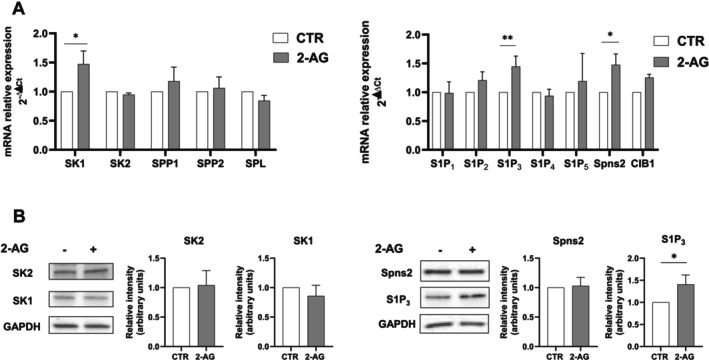 2‐AG modulates S1P signaling axis in endometriotic epithelial cells. Endometriotic epithelial cells were serum‐starved for 18 h and treated with 10 μM 2‐AG for 24 h. (A) mRNA quantitative analysis of S1P metabolic enzymes (SK1, SK2, SPP1, SPP2 and SPL) as well as molecules implicated in S1P signaling (S1P1–5, the specific transporter Spns2 and the SK1‐activating protein CIB1) was performed by qPCR. Results, analyzed with the 2−ΔΔCt method, were obtained using β‐Actin as a housekeeping gene and individual targets of the unchallenged specimen as a reference gene. 2‐AG increases SK1, S1P3, and Spns2 mRNA levels in a statistically significant manner (Student's t‐test *p < 0.05; **p < 0.01). (B) Protein lysates were analyzed using SDS‐PAGE electrophoresis and WB, using specific anti‐SK1, anti‐SK2, anti‐S1P3, anti‐Spns2 and anti‐GAPDH antibodies. The histograms represent the densitometric analysis of 4 independent experiments. Data are the mean ± SD and are reported as band intensity normalized to the expression of GAPDH, fold change over control (set as 1). 2‐AG increases S1P3 protein content in a statistically significant manner (Student's t‐test *p < 0.05).