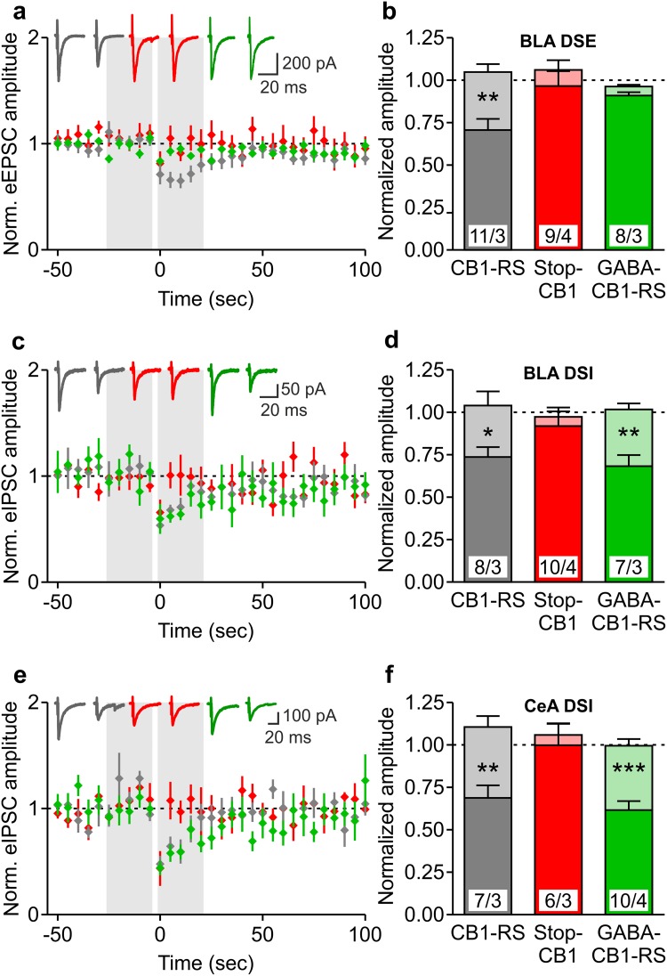 Rescue of the CB1 receptor in forebrain GABAergic neurons: selective restoration of amygdalar synaptic function. a, c, e CB1-mediated depolarization-induced suppression of excitation (DSE) (a) and inhibition (DSI) in basolateral amygdala (BLA) (c) and DSI in central amygdala (CeA) (e) principal neurons of CB1-RS (grey), Stop-CB1 (red) and GABA-CB1-RS (green) mice. Averaged normalized eEPSC and eIPSC amplitudes, before and after postsynaptic depolarization (−60 to 0 mV; 10 s duration; at time-point zero). Original traces illustrate eEPSCs or eIPSCs immediately before and after the postsynaptic depolarization. b, d, f Summary bar graphs of the five last evoked responses before (light colors) and the five first evoked responses after depolarization (darker colors), showing the magnitude of DSE (b) and DSI (d, f). Excitatory and inhibitory postsynaptic currents are both significantly depressed at the post-depolarization time-point in CB1-RS mice, but not in Stop-CB1 mice. GABA-CB1-RS mice show significant DSI, but not DSE. Data are expressed as mean ± SEM; numbers of cells/animals are indicated in b, d, f. *P < 0.05; **P < 0.01; ***P < 0.001 in paired t test comparing the five last evoked responses before and the five first evoked responses after depolarization; details of statistical analysis in supplementary Table S2
