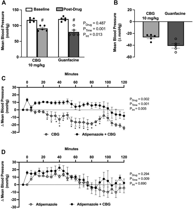 Acute cannabigerol (CBG) lowers blood pressured via an alpha2-adrenoreceptor (α2AR) mechanism. (A) CBG (10 mg/kg, i.p.) lowered mean blood pressure to a lesser extent than guanfacine (1 mg/kg, i.p.) administration (PDrug = 0.487, PTime = 0.001, PInt = 0.013; two-way repeated measures ANOVA; # p < 0.01 versus baseline following post hoc Šídák’s multiple comparisons test; N = 5/group). (B) The magnitude of depressor effect of CBG was less than guanfacine when shown as the peak change from baseline (−27 ± 2 vs. −41 ± 4 mmHg, respectively). (C) Pretreatment with the α2AR antagonist atipamezole (3 mg/kg, i.p.) prevented CBG (10 mg/kg, i.p.) blood pressure lowering effects (PDrug = 0.001, PTime<0.001, PInt = 0.001; two-way repeated measures ANOVA; *p < 0.05 versus atipamezole + CBG following post hoc Šídák’s multiple comparisons tests; N = 5/group). (D) There were no significant differences in the blood pressure effects of atipamezole versus atipamezole plus CBG (PDrug = 0.294, PTime<0.001, PInt = 0.690; two-way repeated measures ANOVA; N = 3/group).
