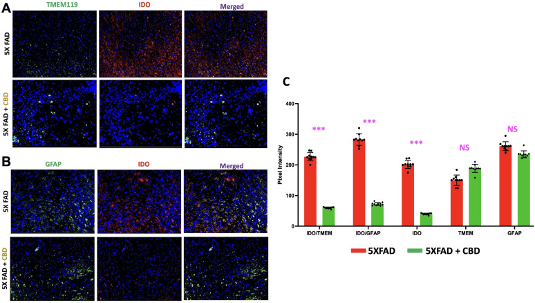 Inhalation of CBD reduces IDO expression in 5xFAD mice with AD. IF staining (Panel A and B) demonstrated a significant reduction in IDO expression in microglia (TMEM119+ cells, Panel A, and astrocytes (GFAP+ cells, panel B, within the entorhinal cortex of CBD-treated 5xFAD mice compared with untreated controls. The images shown are representative of three independent experimental cohorts. C, Quantitative analysis of IDO expression, based on pixel intensity measurements, confirmed a significant decrease in total IDO expression, as well as in both microglia and astrocytes, in CBD-treated mice with AD (***p < 0.001). Each graph shows all individual data points (n = 10 mice per group), representing one of three independent experiments with consistent findings across cohorts. Additionally, pixel intensity analysis revealed increased microglial activation (higher TMEM119 intensity) and reduced astrocyte activation (lower GFAP intensity) in CBD-treated animals relative to untreated controls, though differences in glial activation were not statistically significant (ns).