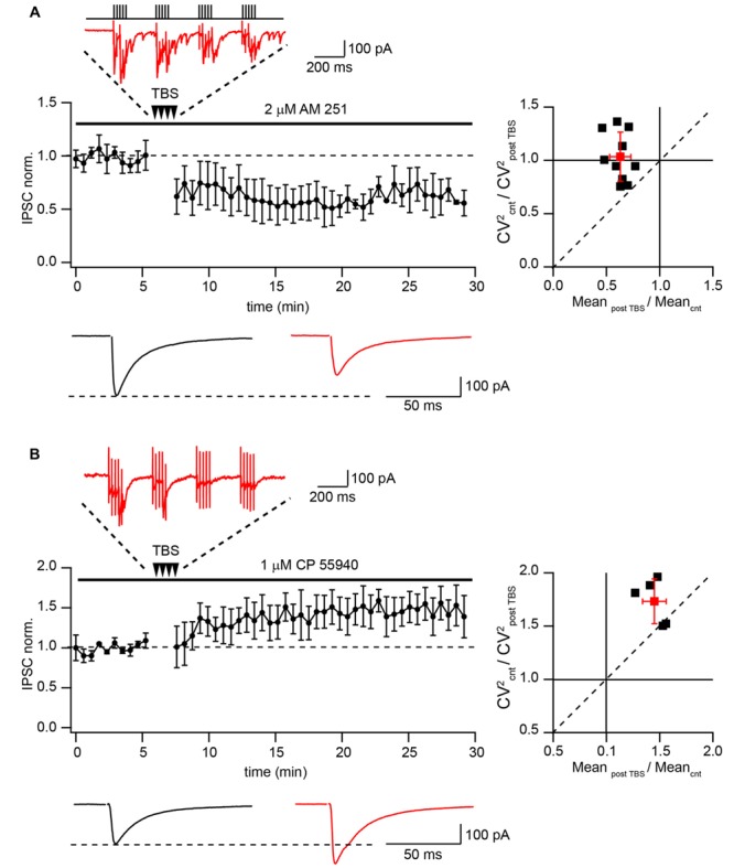 Differential TBS-induced plasticity at CB1+ and CB1- synapses. (A) TBS triggers LTD at CB1+ to pyramidal cell connections. The scatter plot shows pooled data from 10 neurons. The trace above the plot is a typical response to TBS at CB1+ synapses, note profound asynchronous release between AP bursts. Traces underneath are averaged IPSCs prior to (black) and 20 min after (red) TBS. The plot on the right shows result of CV analysis. Black squares represent individual experiments; red square is an average of the data. (B) TBS-induced LTP at CB1- synapses. CB1+ connections were blocked by bath application of CP55940. Scatter plots summarizes data from five neurons. The trace above the plot is a typical response to TBS at CB1- synapses, note the absence of asynchronous release. Traces underneath are averaged IPSCs prior to (black) and 20 min after (red) TBS. The plot on the right shows result of CV analysis. Black squares represent individual experiments; red square is an average of the data.
