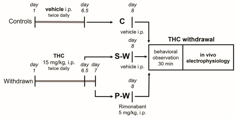 Diagram illustrating the experimental timeline. From day 1 to day 6.5 (C and S-W groups) or 7 (P-W group), rats received THC/vehicle, twice daily, i.p. On day 8, animals were challenged with vehicle (24 h after the last vehicle/THC administration; C and S-W groups) or with rimonabant (12 h after last THC administration; P-W group), then they underwent behavioral observation and in vivo electrophysiology.