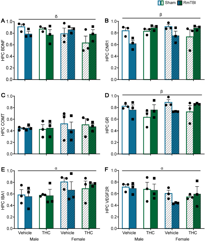 Graphical depictions of the RT-qPCR results in the hippocampus displayed as mean ± SEM for the post-injury THC administration groups. White and white hashed bars display sham groups (males and females, respectively), while blue and green bars display RmTBI groups. Statistical significance symbols are displayed above the bars (α) indicates a main effect for sex, (β) indicates a RmTBI by THC interaction and (δ) indicates a sex by RmTBI interaction.