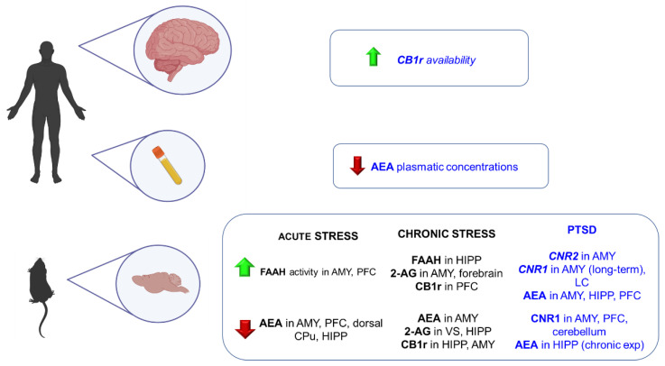 Main findings regarding the alterations of the ECS components in animal models and patients with anxiety and post-traumatic stress disorder. 2-AG: 2-arachidonoylglycerol; AEA: anandamide; AMY: amygdala; CB1r: cannabinoid receptor 1; CNR1: gene encoding CB1r; CNR2: gene encoding CB2r; CPu: caudate putamen; FAAH: fatty acid amide hydrolase; HIPP: hippocampus; PFC: prefrontal cortex; VS: ventral striatum. Note: Anxiety-related studies are in black, and post-traumatic stress disorder studies are in blue.