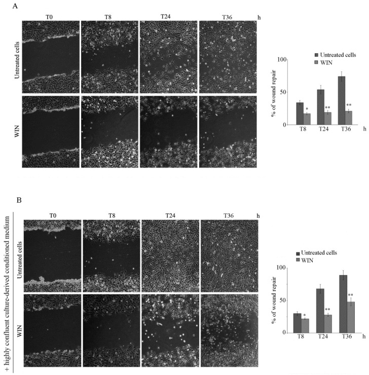 WIN55,212-2 (WIN) treatment inhibits MG63 cell migration. The effect of WIN on MG63 wound healing in the absence (A) or presence of conditioned medium (B). After mechanical wounding, confluent cells were treated with 5 µM WIN and cell migration was monitored over time. In (B), before treatment, cell culture medium was replaced with conditioned medium from high confluence cultures. Representative microphotographs were taken at the indicated time points after wounding (magnification 200×). The average distances between cells at the edges of the gaps in the wound healing assay were estimated by ImageJ software. Histograms reporting the mean percentage area healed at T8, T24 and T36 post-wounding are shown on the right panels. (*) p < 0.05 and (**) p < 0.01 versus untreated cells at the same time point.