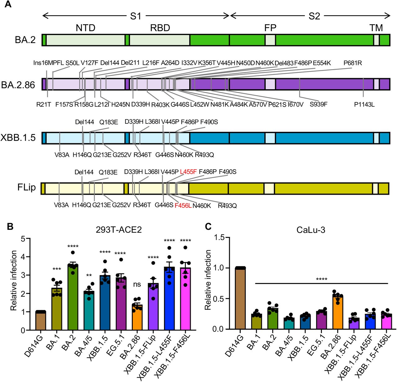 Infectivity of Omicron subvariants BA.2.86 and FLip.(A) Diagrams of the SARS-CoV-2 Omicron subvariants BA.2, BA.2.86, and XBB.1.5 Spikes. The location of specific mutations for BA.2.86 or XBB.1.5 relative to BA.2 in the N-Terminal Domain (NTD) or Receptor Binding Domain (RBD) of the S1 subunit, or in the domain between Fusion Peptide (FP) and Trans-membrane domain (TM) of the S2 subunit, or near the S1/S2 cleavage site is shown. (B-C) Infectivity of pseudotyped lentiviruses bearing each of the indicated Omicron subvariants Spike was determined in (B) HEK293T cells stably expressing human ACE2 (HEK293T-ACE2) or (C) human lung cell-derived epithelial CaLu-3 cells. Transfection efficiency and Spike protein expression were comparable among all groups, which is shown in Figure 5C. Bars in (B-C) represent means ± standard error from triplicates. Significance relative to D614G was analyzed by a one-way repeated measures ANOVA with Bonferroni’s multiple testing correction (n=6). P values are displayed as ns p > 0.05, **p < 0.01, ***p < 0.001, and ****p < 0.0001.
