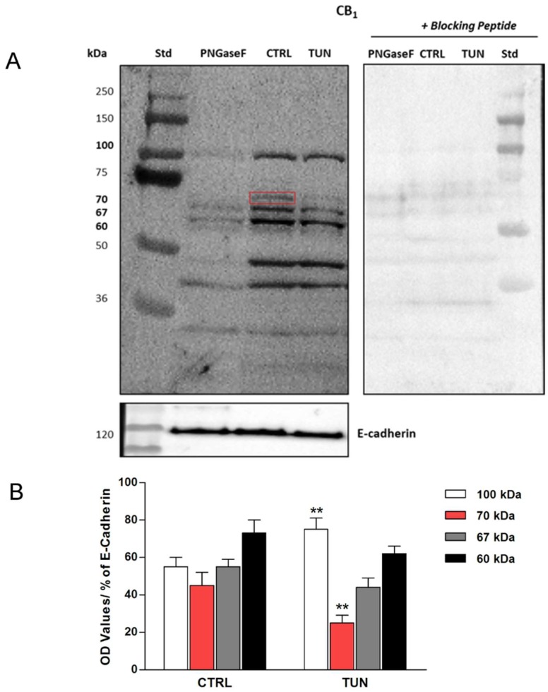 Representative Western blot of tunicamycin effect on cannabinoid receptor 1 (CB1) protein expression. SH-SY5Y cells were treated for 24 h with tunicamycin (TUN 1 µg/mL) and with PNGase F (20 µL of 500 U/mL solution), as indicated. Controls with specific blocking peptides are also shown. The red square indicates the immunoreactive band at 70 kDa, erased by tunicamycin and PNGase F treatments (A). Densitometric analysis of CB1 immunoreactive bands (100 kDa, 70 kDa, 67 kDa and 60 kDa) normalized to E-cadherin content. Data are presented as means ± SEM (n = 3) [** p < 0.01 vs. CTRL] (B).