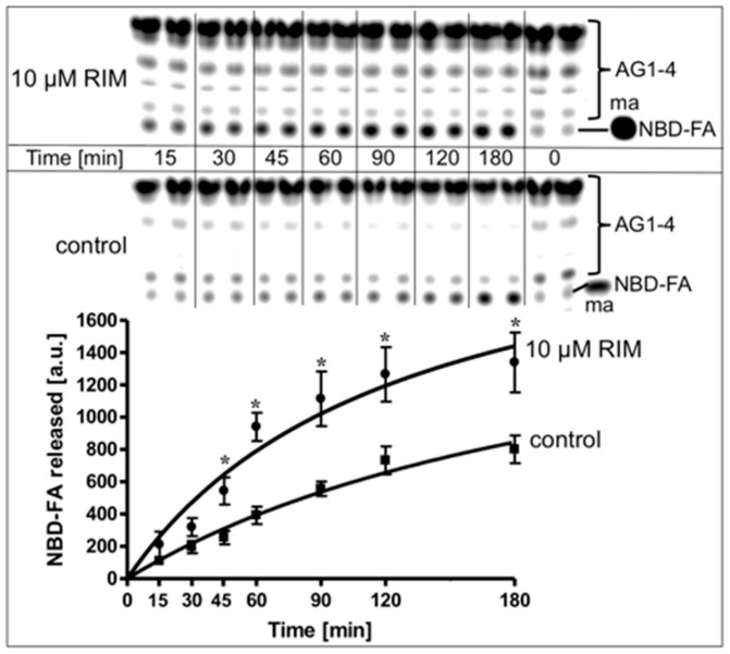 Stimulation of lipolysis in a cell-free system by Rimonabant. LD prepared from untreated rat adipocytes, which had been metabolically labelled with NBD-FA, were reconstituted with partially purified rat adipocyte HSL (see Materials and Methods) and then incubated (30 °C) for increasing periods in the absence (control) or presence of Rimonabant. The organic phase of the chloroform/methanol/HCl-extract of the total incubation mixture was analyzed by thin layer chromatography (TLC). The amount of NBD-FA lipolytically released from the NBD-FA-labelled acylglycerols (AG) 1–4 and run in parallel to a synthetic NBD-FA marker (ma) was quantitatively evaluated by fluorescence imaging. A fluorogram of a typical experiment with TLC runs in duplicate repeated two times is shown with quantitative evaluation (mean ± SD) of three independent incubations with TLC analysis in duplicate. * p ≤ 0.05 for LD incubated between absence and presence of Rimonabant.