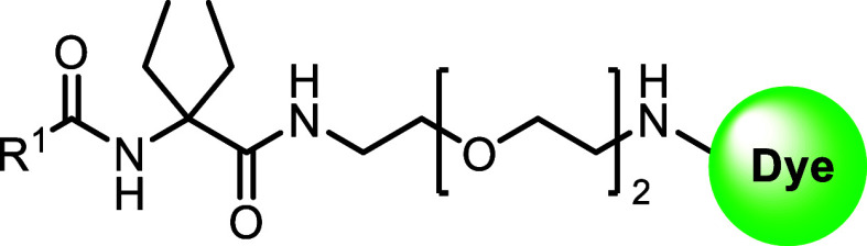 Binding Affinities and Functional Activity of the Fluorescent Probes