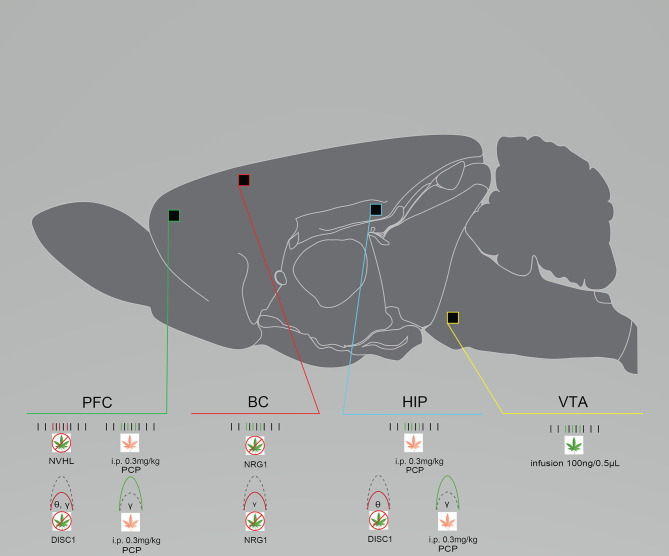 Rodent models of schizophrenia exhibit neural circuit disruptions and eCB modulation enhances this activity. Graphical summary of preclinical investigations demonstrating neural circuit disruptions induced by cannabinoid exposure in rodents used to model schizophrenia. Rodents modeling schizophrenia exhibit reduced baseline PFC neuronal firing rates, reduced baseline PFC, BC, and HIP spectral power, and enhanced baseline BC neuronal firing rates. THC exposure increases neuronal firing rates in the VTA after infusion. URB597 exposure increases neuronal PFC and HIP firing rates and spectral power. BC, barrel cortex; DISC1, DISC1 KO genetic mouse model of schizophrenia; HIP, hippocampus; NRG1, NRG1 knock-down genetic mouse model of schizophrenia; NVHL, NVHL rat model of schizophrenia; PCP, Phencyclidine rat model of schizophrenia; PFC, prefrontal cortex/prelimbic cortex; VTA, ventral tegmental area. Green: Increase; Red: Decrease.