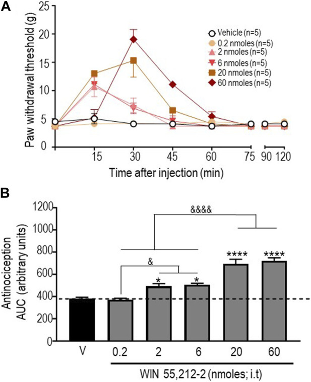 Anti-allodynic effects of WIN 55, 212-2 in STZ rats. One week after administration of STZ, rats received i.t. injections of WIN 55, 212-2 at the indicated doses. (A) Mechanical thresholds were assessed every 15 min after injection for a period of 120 min, thus allowing all responses to return to baseline. (B) Histograms show AUC (mean ± SEM; n = 5) corresponding to withdrawal thresholds integrated over 120 min and are expressed in arbitrary units. A one-way ANOVA followed by Sidak’s multiple comparison test was used to compare anti-allodynic responses. *p < 0.05 and ****p < 0. 0001 compared to vehicle; & p < 0.05 and &&&& p < 0.0001, as indicated.