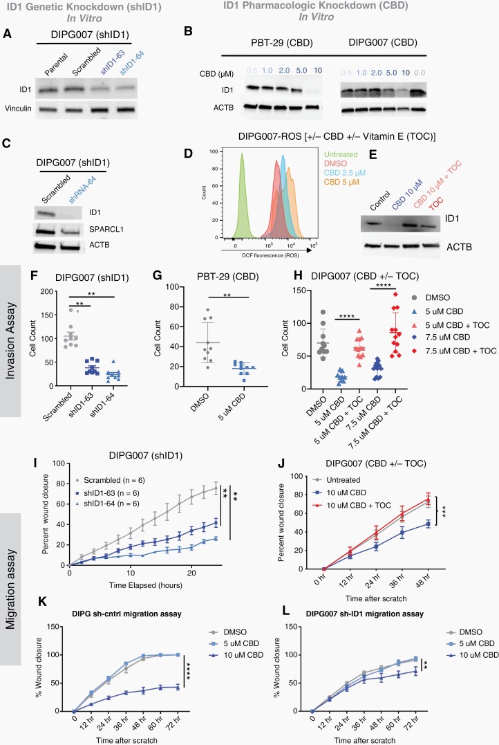 Genetic and pharmacological inhibition of ID1 decreases DIPG cell invasion and migration. (A) Western blot (WB) confirming ID1-knockdown with ID1 specific shRNA in DIPG007 cells. (B) WB shows reduced ID1 expression in PBT-29 and DIPG007 cells treated with increasing concentrations of CBD. (C) WB depicting reduction in SPARCL1 expression along with decreased ID1 expression in ID1-knockdown DIPG007 cells. (D) Histogram showing increase in reactive oxygen species (ROS) with increasing CBD doses (0–5 μM) over two days in DIPG007 cells measured by 2′,7′-Dichlorodihydrofluorescein (DCF) using flow cytometry. (E) WB of DIPG007 cells treated with vehicle (control) or 10 μM of CBD for 14 h in the absence or presence of 50 μM TOC. (F–G) Effect of ID1 knockdown on invasion as measured by Matrigel-coated Boyden chamber assay. shRNA ID1-knockdown in DIPG007 or CBD-mediated ID1 knockdown in PBT-29 showed reduced invasion, **P < .01, unpaired parametric t-test. (H) Effect of CBD and α-tocopherol (TOC) (50 μM) on DIPG007 invasion. DIPG007 cells were treated for 2 days with DMSO (control) and 5 μM or 7.5 μM CBD ± TOC (50 μM). Invasion was measured by Matrigel-coated Boyden chamber. **P < .01, unpaired parametric t-test. (I) Effect of ID1-knockdown on DIPG007 migration and (J) Effect of CBD and TOC (50 μM) on DIPG007 migration. (K–L) Effect of CBD on migration of DIPG007-sh-control and DIPG007-sh-ID1, as measured by scratch assay and quantified as percent wound closure. Experiments were conducted in triplicate; data points represent mean ±- SEM, **P < .01; images taken with Incucyte; area measured by ImageJ.