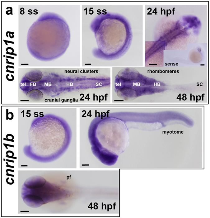 Accumulation of mRNAs from cnrip1a and cnrip1b genes. Whole mount in situ mRNA hybridisation of embryos at the indicated stages for antisense probes to cnrip1a (a) and cnrip1b (b). Lateral views (first two images in each panel) are anterior to top dorsal to left, except 24 hpf in which anterior is to left and dorsal to top. Dorsal views (remaining images) are anterior to left flatmounts (a) or wholemount (b), except panel a top right, which is a wholemount montage with anterior to top right. Sense control in inset in panel a top right is anterior to right dorsal to bottom. Quantitative evidence of reproducibility is given in Table S1. tel telencephalon, FB forebrain, MB midbrain, HB hindbrain, SC spinal cord, pf pectoral fin. Bars = 100 µm.