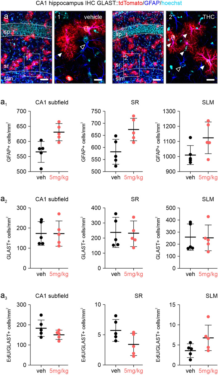 Astrocyte numbers after short term postnatal THC exposure. a–a3 Quantifications of GFAP (a1), GLAST (a2) and EdU-containing astrocytes (a3) in the stratum radiatum (SR) and stratum lacunosum moleculare (SLM) of the CA1 region of the hippocampus. Counts were expressed as cell numbers per mm2 tissue. Note the reduction of the stratum pyramidale (SP) thickness, reconfirming the loss of neurons previously reported [8]. Scalebars = 50 µm (a), 10 µm (1, 2)