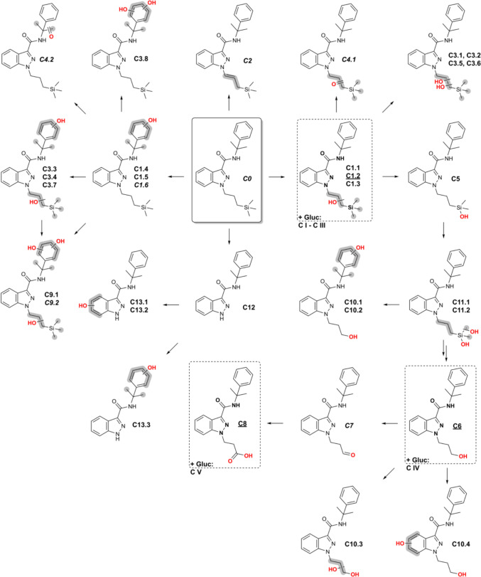 Postulated structures of metabolites of Cumyl-3TMS-PrINACA found in vitro (pHLMs and PHH) and in vivo (urine) and their proposed metabolic pathways. Metabolites in dashed line boxes and underlined IDs are suggested as suitable urinary biomarkers. IDs in italics were only found in vitro. Gluc glucuronic acid conjugate. It was not possible to determine the exact site of biotransformation for the structural units highlighted in gray. The double arrows indicate a potentially complex, multi-step biotransformation process