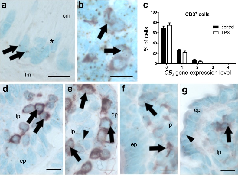 ISH staining of CB2 mRNA in ileum of healthy (a, b, d, f) and LPS-treated (e, g) mice. Healthy mice show very low gene expression of CB2 (brown, DAB) in myenteric ganglia of the ileum (a marked by asterisk; arrows point at mRNA staining). Compared to myenteric ganglia, cells in lymph follicles show widespread CB2 gene expression, some located in CD3+ cells (b arrows). The CB2 gene is also expressed in lamina propria CD3+ cells of healthy animals, although at a low level (d arrows point at expression in representative cells). Cells often line up underneath the epithelium (ep; e). Also CD3 negative cells expressing the CB2 gene are visible In the lamina propria (lp) (e arrowhead). In addition, cells stained for F4/80 show CB2 mRNA in healthy (f) and LPS-treated (g) mice. There is only marginal expression of CB2 in epithelial cells even after LPS treatment (g; arrowhead). Quantification of CB2 mRNA levels in CD3+ cells is shown in c, indicating that CB2 gene expression is not significantly altered after LPS treatment. Calibration bars: 10 µm; ep epithelium, lp lamina propria, *, myenteric ganglion