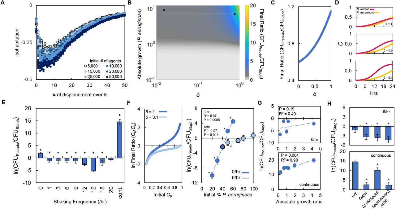 Periodically disturbing co-cultured populations of P. aeruginosa and S. aureus determines their co-existence.A) Simulation using our ABM showing the ‘cohabitation’ variable as a function of the number of disturbance events. These simulation trends were used to estimate trends in δ (Eq. 1-3). Each simulation was performed 10 times; each data point represents an outcome from a single simulation. See Methods for ABM description and parameter justification. Sensitivity analysis showing U shape trend over a wide range of parameters displayed in Supplementary Fig S5.B) Heat map showing the effect of δ and absolute growth of P. aeruginosa (fixed absolute growth of S. aureus) on the final ratio of P. aeruginosa and S. aureus. For panels, B-D, simulations performed using Eq. 1-3. Total simulation time = 24 hours. Parameters in Tables S2. Model description and development in Methods.C) Simulations showing the effect of changing δ on the final ratio of P. aeruginosa and S. aureus for a fixed ratio of absolute growth (1).D) Simulations showing the temporal changes in the density of P. aeruginosa (Cp) and S. aureus (Cs) at different values of δ as indicated on each panel.E) Experimental results. The ratio of P. aeruginosa to S. aureus as a function of the disturbance events in TSB medium containing glucose as the carbon source. For panels E-G, * indicates a significance difference (P < 0.05 using a Mann Whitney, Shapiro Wilk < 0.0001. P values in Supplementary Table S5) in the final density of both populations. Wilcoxon/Kruskal Wallis for all data points: P = 0.0026. Raw density data (in CFU/mL) shown in Supplementary Fig. 6. Standard deviation from a minimum of four biological replicates.F) Left: Simulations (Eq. 1-3) showing the effect of changing delta on the final population density when the initial density of P. aeruginosa (Cp) is varied. Total simulation time = 24 hours. Parameters show in Supplementary Table S2. Right: Experimental data showing the final density of a co-cultured population either undisturbed (0/hr, dark blue) or disturbed at 6/hr (light blue) grown in TSB medium with different carbon sources plotted as a function of the initial percentage of P. aeruginosa. Standard deviation from a minimum of three biological replicates. R2 and P value shown on plot are from a linear regression. * indicates a significant difference in the final density of P. aeruginosa and S. aureus (Mann Whitney, P < 0.05 (Shapiro Wilk for normality < 0.0001), see Supplementary Table S6 for all P values). Wilcoxon/Kruskal Wallis for all data point within each condition P < 0.049. Final cell density in CFU for both strains shown in panel E.G) Experimental results. The ratio of P. aeruginosa to S. aureus after 24 hours of growth and with 6 disturbance events per hour (top) or in a continuously disturbed environment (bottom) in TSB medium containing different carbon sources. Difference between all data points: 6/hr: P = 0.0023 (Wilcoxon Kruskal-Waillis); continuous: P < 0.0001, ANOVA. Weighted least squares (WLS) regression analysis: 6/hr, R2 = 0.22 P = 0.42 ; continuous R2 = 0.90 P = 0.004. TSB containing glucose replotted from panel C. Raw density data (in CFU/mL) shown in Supplementary Fig. 7. Standard deviation from a minimum of three biological replicates.H) Experimental Results: The effect of 6 disturbance events per hour and continuous disturbance on the final ratio of P. aeruginosa knockout strains and S. aureus wild type strain. Raw density data (in CFU/mL) shown in Supplementary Fig. 7. Using the knockout strains resulted in a significant decrease in the ratio of P. aeruginosa to S. aureus (*, P < 0.037, Mann Whitney, P values in Supplementary Table S5). Standard deviation from a minimum of four biological replicates.