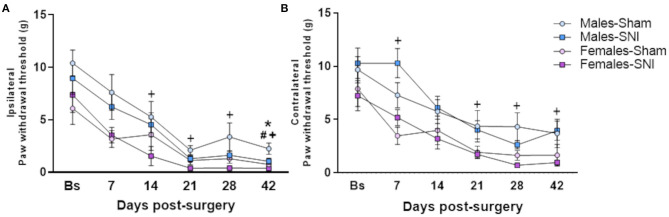 Von Frey test. Investigation of mechanical allodynia in male and female rats following Sham or Spared Nerve Injury surgery. Ipsilateral (A) and contralateral (B) paw withdrawal thresholds at the following time points: baseline pre-surgery (Bs), post-surgery days 7, 14, 21, 28, and 42. Data expressed as mean ± SEM (n = 10 per group). Kruskal Wallis test followed by Mann-Whitney U post-hoc test with Bonferroni-Holm corrections (P < 0.05) *Males-Sham vs. Males-SNI, # Females-Sham vs. Female-SNI, + Males-SNI vs. Females-SNI.
