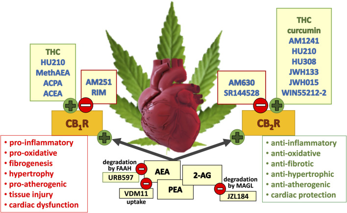 Potential beneficial and detrimental effects of the (endo)cannabinoids considered in this review and mediated via CB1R (cannabinoid receptor type 1) and CB2R activation (cannabinoid receptor type 2). Green circles with a plus sign describe (partial) agonism at the respective receptor; red circles with a minus sign describe antagonism, inverse agonism or inhibition at the respective mechanism (degradation or uptake). Synthetic, plant-derived compounds and endocannabinoids are written in blue, green, and black font, respectively. 2-AG, 2-arachidonoylglycerol; ACEA, arachidonyl-2′-chloroethylamide; ACPA, arachidonylcyclopropylamide; AEA, anandamide; FAAH, fatty acid amide hydrolase; MAGL, monoacylglycerol lipase; MethAEA, methanandamide; PEA, N-palmitoylethanolamide; RIM, rimonabant; THC, Δ9-tetrahydrocannabinol. The scheme is based on figures shown by Pacher and Haskó 2008; Steffens and Pacher 2012; Tang et al., 2021; Weresa et al., 2022; Rorabaugh et al., 2023; Maccarrone et al., 2023.