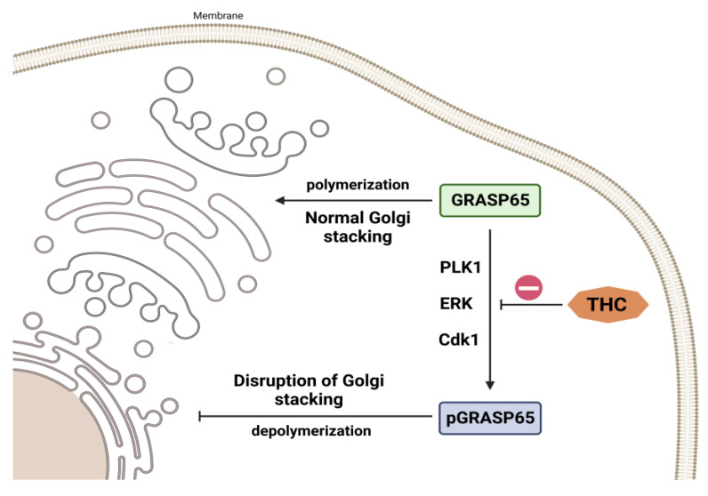 THC impact on Golgi stacking. THC causes a dose-dependent decrease in ERK-mediated GRASP65 phosphorylation.