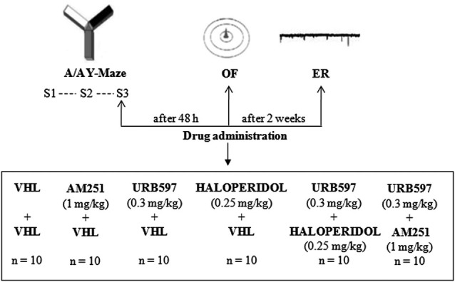 Procedures and global timing of experimental design. C57BL/6J mice were tested in the Approach/Avoidance Y-Maze (A/A Y-Maze) and in the Open Field (OF) test. At the end of behavioral testing, Electrophysiological Recordings (ER) were performed from medium spiny neurons of the dorsomedial striatum. Drugs were administered before S3 of A/A Y-Maze and OF task as well as before ER.