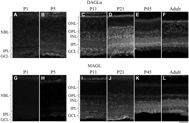 DAGLα and MAGL immunoreactivity in the developing rat retina. (A–L) DAGLα (A–F) and MAGL (G–L) protein expressions were obtained with vertical sections from P1, P5, P11, P21, P45 and adult retinas. GCL, ganglion cell layer; INL, inner nuclear layer; IPL, inner plexiform layer; NBL, neuroblast layer; ONL, outer nuclear layer; OPL, outer plexiform layer. Scale bar = 50 µm.