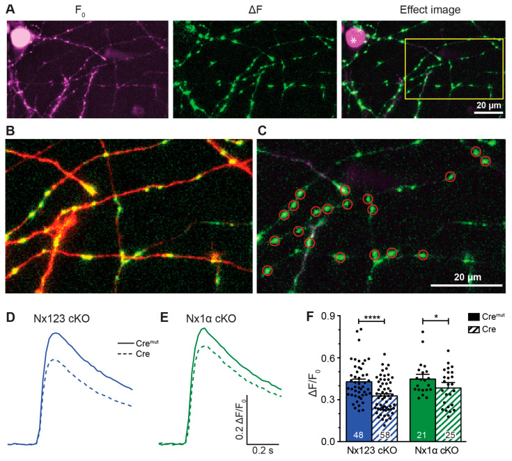 Presynaptic Ca2+ transients recorded from individual active boutons with synGCaMP7b. (A) Example picture of fluorescence intensity of synGCaMP7b before stimulation (left, F0, shown in magenta), representing the baseline fluorescence; fluorescence intensity changes after stimulation with 3 APs, isolated by subtraction (middle, ΔF, shown in green). The green fluorescence dots lighting up indicate active boutons. Both images merged represent the effect image (right) that allows the identification of active boutons that are not disturbed by high baseline fluorescence of other sources like Cre-EGFP-fluorescent cell nuclei (asterisk). (B) Enlarged perspective (yellow box in A), showing the change in fluorescence (ΔF, green) as well as the cell process morphology indicated by co-transfected RFP (red). (C) ROIs (red circles) were placed on active boutons for the quantification of presynaptic Ca2+ transients. (D) Averaged synGCaMP7b fluorescence changes from Nx123 cKO neurons with Nxs (Cremut, n = 14 cells/1045 boutons) or without all Nx variants (dashed line, Cre, 13/916) show Ca2+ transients following a single-AP stimulation. (E) Neurons lacking only Nx1α (Cre, 8/681) and equivalent controls (Cremut, 12/1074) showed comparable fluorescence alterations as those seen in N123 cKO. (F) Comparing peak values of Ca2+ transients (mean ± SEM) in Cremut and Cre cells from both mouse lines in response to a single-AP stimulation. Nx123 cKO: Cremut 48 cells/3964 boutons, Cre 58/4582; Nx1α cKO: Cremut 21/1672, Cre 25/2051. The mean values of all boutons of a single cell are shown as dots and used for statistics. Columns were compared with an unpaired t-test. * p < 0.05, **** p < 0.0001.