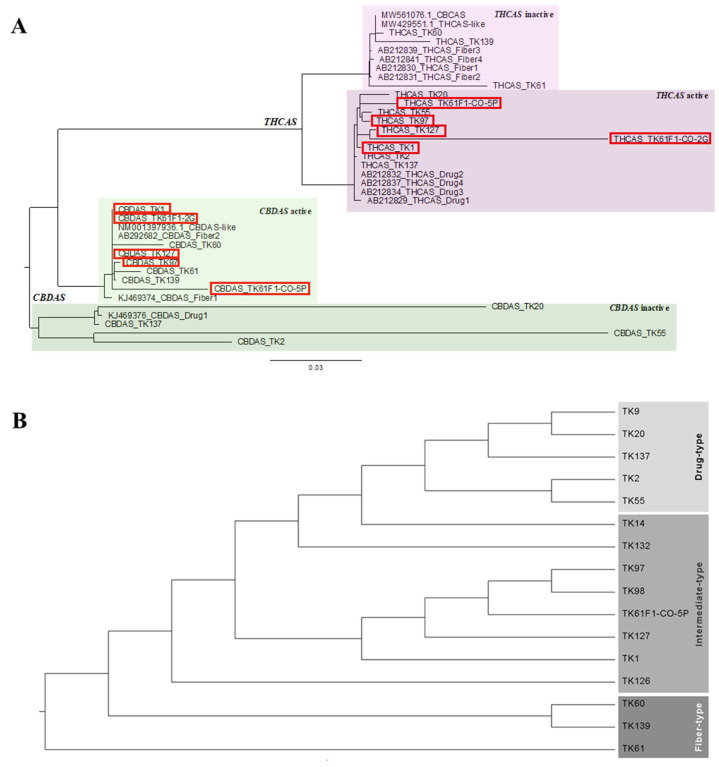 (A) Phylogenetic tree of THCAS and CBDAS genes of Cannabis samples including drug-type (TK2, TK20, TK55, and TK137), intermediate-type (TK1, TK97, TK127, TK61F1-CO-2G, and TK61F1-CO-5P), and fiber-type (TK60, TK61, and TK139). Reference sequences were used including THCAS drug-type (AB212829, AB212832, AB212834, and AB212837), THCAS fiber-type (AB212830, AB212831, AB212839, and AB212841), THCAS-like (MW429551.1), CBCAS (MW561076.1), CBDAS drug-type (KJ469376), CBDAS fiber-type (KJ469374 and AB292682), and CBDAS-like (NM001397936.1). The red box indicated intermediate-type samples. (B) Phylogenetic tree of combined THCAS and CBDAS genes of Cannabis samples including drug-type (TK2, TK9, TK20, TK55, and TK137), intermediate-type (TK1, TK14, TK97, TK98, TK126, TK127, TK132, and TK61F1-CO-5P), and fiber-type (TK60, TK61, and TK139). Reference sequences were excluded as they are from different sources and cannot be combined together.