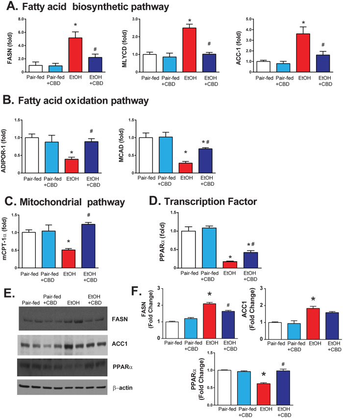 Effect of cannabidiol treatment on chronic-binge ethanol-induced dysregulation of metabolic genes in the liver. Realtime PCR analyses of genes involved in liver fatty acid biosynthetic (FASN, MLYCD and ACC-1) (A) and oxidation pathways (ADIPOR-1 and MCAD) (B), mitochondrial pathway (mCPT-1) (C) and transcription factor PPAR α (D). Values represent means ± SEM (n = 4–7). *P < 0.05 vs. Pair-fed group, # P < 0.05 vs. EtOH group determined by One-way ANOVA, followed by Tukey’s post-hoc test. (E) Western blot analyses of FASN, ACC1, PPARα with loading control β-actin. (F) Quantification of western blot data for FASN, ACC1 and PPARα. Values represent means ± SEM (n = 4/group). *P < 0.05 vs. Pair-fed group, # P < 0.05 vs. EtOH group determined by One-way ANOVA, followed by Tukey’s post-hoc test. The full-length blots are included in the Supplemental information file.