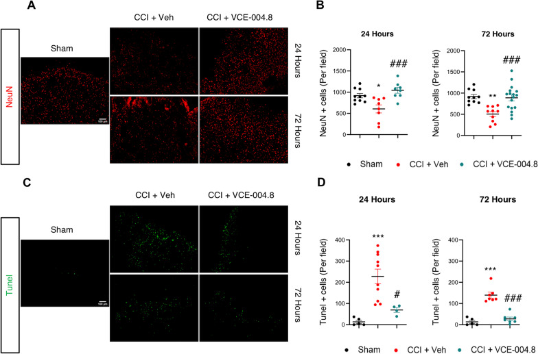 VCE-004.8 reduces apoptosis and neuronal death induced by TBI. A, C Representative confocal images showing NeuN (red) and Tunel (green) expression in pericontusional cortex at 24 h and 72 h after the brain injury. Scale bars equivalent to 100 µm (B–D). B, D The quantification of each marker is shown as mean ± SEM, and significance was determined by one-way ANOVA followed by the Tukey’s post hoc test. B (24 h: p = 0.0119; *p < 0.05, 72 h: p = 0.0014; **p < 0.01 CCI + Vehicle vs Sham, 24 h: p = 0.0010; ##p < 0.01, 72 h: p = 0.0009; ###p < 0.001 CCI + VCE-004.8 vs CCI + Vehicle). D (24 h: p = 0.0006; ***p < 0.001, 72 h: p < 0.0001; ***p < 0.001 CCI + Vehicle vs Sham, 24 h: p = 0.0133; #p < 0.05, 72 h: p < 0.0001; ###p < 0.001 CCI + VCE-004.8 vs CCI + Vehicle)