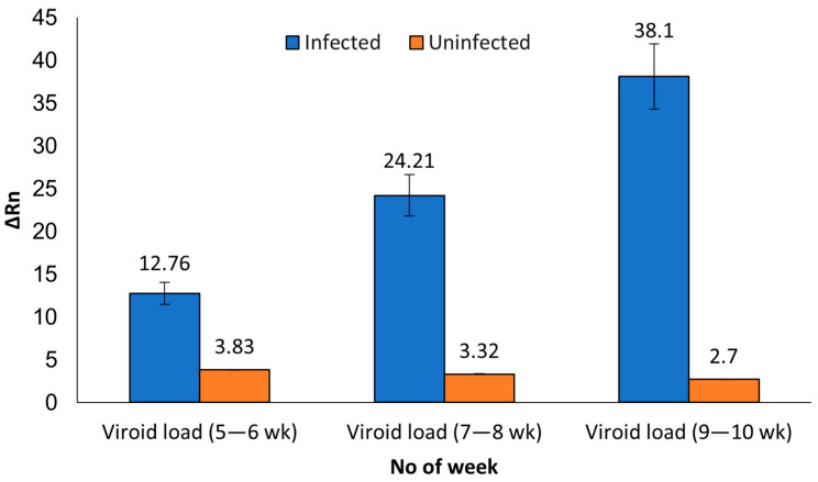 Histogram with the average ΔRn values in the 44 infected (blue bars) and six uninfected (orange bars) plants at different time points starting from 5–6-week-old plants to 7–8-week-old to 9–10-week-old plants.