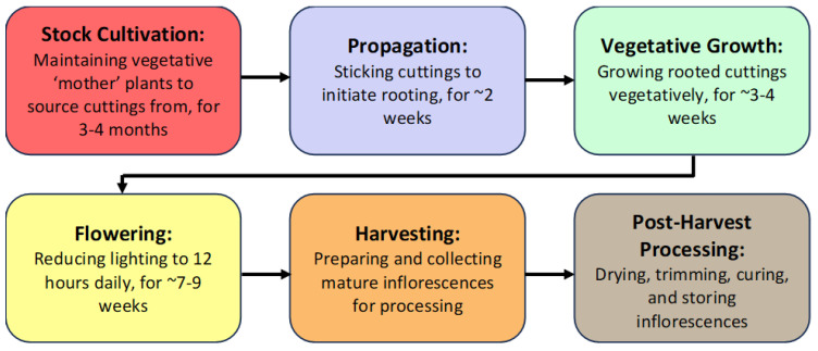 The different stages of cannabis production under greenhouse conditions. Each crop cultivation cycle from propagation to harvest spans ~12–15 weeks. This is followed by a final stage of post-harvest processing that includes drying, trimming, curing, and storage.