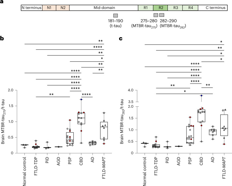 4R-specific insoluble brain MTBR-tau is enriched in CBD, FTLD-MAPT, AD and PSP.a, Schematic of the quantified peptides of t-tau181–190 and 4R isoform-specific MTBR-tau in the R2 region (gray bars, MTBR-tau275 and MTBR-tau282). The relative abundance of each MTBR-tau was normalized to the t-tau peptide. b,c, MTBR-tau275/t-tau (b) and MTBR-tau282/t-tau (c) were measured in the tauopathy patient’s insoluble brain fractions from the SFG (circle, n = 54) and insula (triangle, n = 8). Both MTBR-tau species were most enriched in CBD (n = 12) and FTLD-MAPT (n = 8). PSP (n = 16) and AD (n = 7) had moderate enrichment. AGD (n = 1), PiD (n = 3) and FTLD-TDP (n = 12) did not change in MTBR-tau275 or MTBR-tau282 compared to normal control (n = 3). The red (n = 9) and blue (n = 1) filled circles indicate AD and PSP copathology, respectively. *P < 0.05, **P < 0.01, ****P < 0.0001. The box plots show the minimum, 25th percentile, median, 75th percentile and maximum. Differences in biomarker values were assessed with a one-way ANOVA. A two-sided P < 0.05 was considered statistically significant and corrected for multiple comparisons using a Benjamini–Hochberg FDR set at 5%.