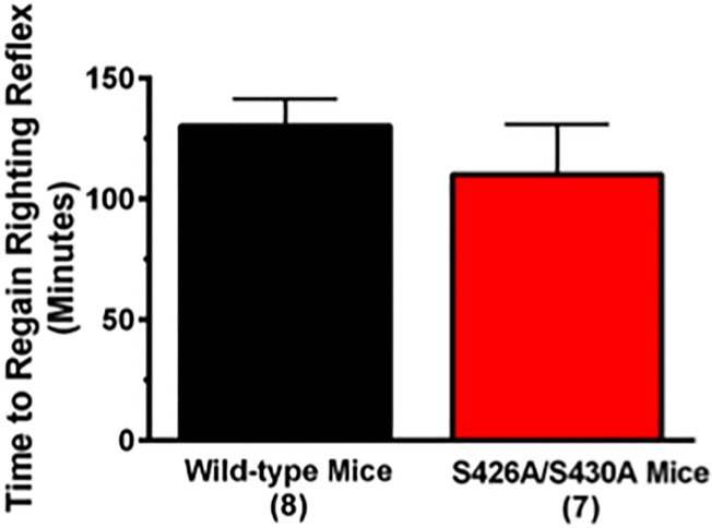 Time to recover the righting reflex is not altered in S426A/S430A mutants.The amount of time to regain the righting reflex was measured following administration of an ataxic dose (4 g/kg) of ethanol in both S426A/S430A (red bar) and wild-type (black bar) littermates via the loss of righting reflex assay. Error bars represent the SEM and data analysis was done using a t-test. Sample sizes for each group are in parentheses.