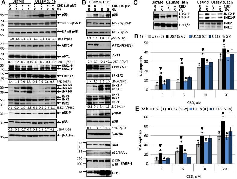 Changes in cell signaling proteins and induction of apoptosis in U87MG and U118MG glioblastoma cells following treatment with γ-irradiation and CBD, alone or in combination(A, B, C) Western blot analysis of cell signaling proteins 4 h and 16 h after combined treatment of U87MG and U118MG cells with CBD (10 µM) and γ-irradiation (5 Gy). CBD was diluted in DMSO; 0.1% DMSO served as a vehicle; CBD and DMSO were added to the cell cultures 30 min before irradiation. (D, E) Cell cycle-apoptosis analysis of U87MG and U118MG cells 48 and 72 h after combined treatment with increased concentrations of CBD and γ-radiation (5 Gy). CBD (diluted in DMSO) was added 30 min before irradiation. Control cells (CBD, 0) were treated with 0.1% DMSO 48–72 h after treatment; then cell nuclei were stained with PI and DNA content was determined using the flow cytometry. Apoptotic cells and secondary necrotic cells (originated from apoptotic cells) were in the pre-G1 region. Pooled results of four independent experiments of dose-dependent effects of CBD and irradiation (5 Gy) for U87MG and U118MG cells are shown. Error bars represent means ± S.D. (p < 0.05, Student’s t-test). Stars indicate significant differences in apoptotic levels between non-irradiated and irradiated U87MG cells; arrows indicated significant differences between irradiated U87MG cells pending CBD concentration; circles indicate significant differences in apoptosis between non-irradiated U118MG cells in the presence of CBD.