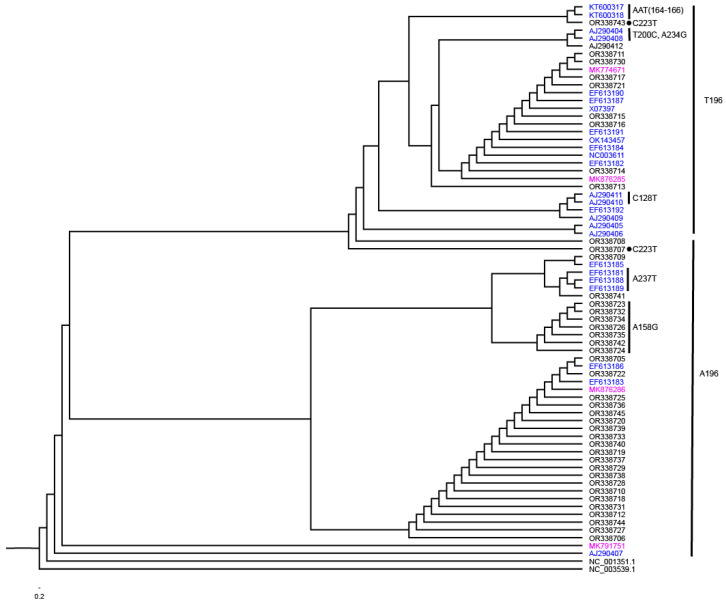 Phylogenetic relationships of HLVd isolates inferred using the maximum likelihood method (1000 replicates). Branches leading to significant clustering of isolates were assigned as a group based on informative nt changes to assist in the explanation of the results. HLVd isolates reported to NCBI by other researchers that are from hops are identified in blue and from hemp are identified in magenta. All other HLVd isolates are reported in this study.