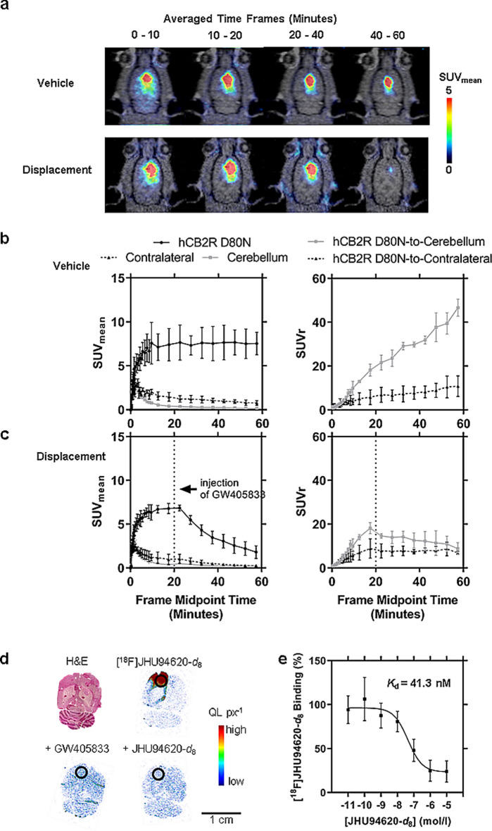 PET imaging of [18F]JHU94620-d8 in a rat model with a local hCB2R overexpression in the right hemisphere of the brain. a Representative coronal planes of merged MR and PET images of averaged time frames of the control group and displacement group (5mg kg−1 GW405833 injected 20 min after the start of the PET acquisition); b and c showing the corresponding time-activity curves (TACs) of the right (target region, hCB2R D80N) and the reference regions (contralateral and cerebellar region) expressed in mean standardized uptake values (SUVmean), as well as the normalized TACs to the reference regions (SUVr); d HE-staining and autoradiograms (in vitro) of a 10 µm brain section showing the total binding of the radiotracer, co-incubation with 10 µM GW405833 or reference compound (target region, hCB2R D80N, circled); and e homologues displacement study (autoradiography) for the estimation of the binding affinity of the radiotracer (n = 3)