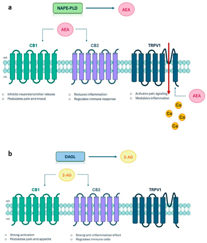(a) Activation of the three ECS receptors through AEA. (b) Activation of CB1 and CB2 through 2-AG.