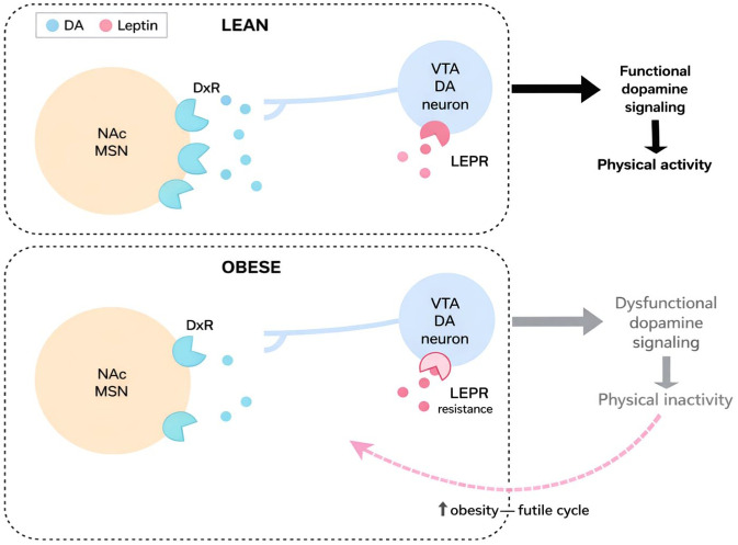 Two diagrams show VTA→NAc pathways in lean vs obese individuals. Leptin enhances VTA DA signaling in lean, inhibits it in obese. Obesity's reduced DA signaling leads to inactivity.