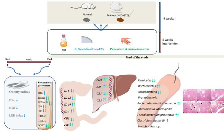 Graphical abstract